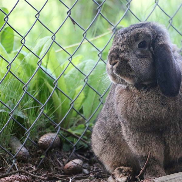 Animal fence